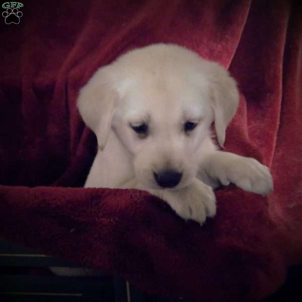Vivian, Golden Labrador Puppy